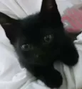 Mini Vader