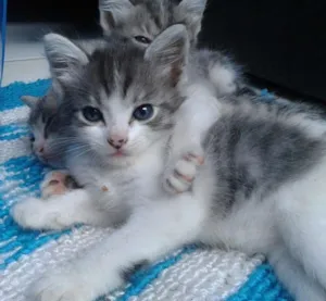 Gato raça SRD idade Abaixo de 2 meses nome FILHOTES