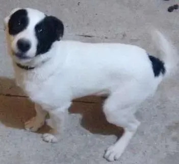 Cachorro raça Mestiço idade 2 a 6 meses nome Billy