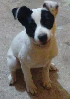 Cachorro raça Mestiço idade 2 a 6 meses nome Billy