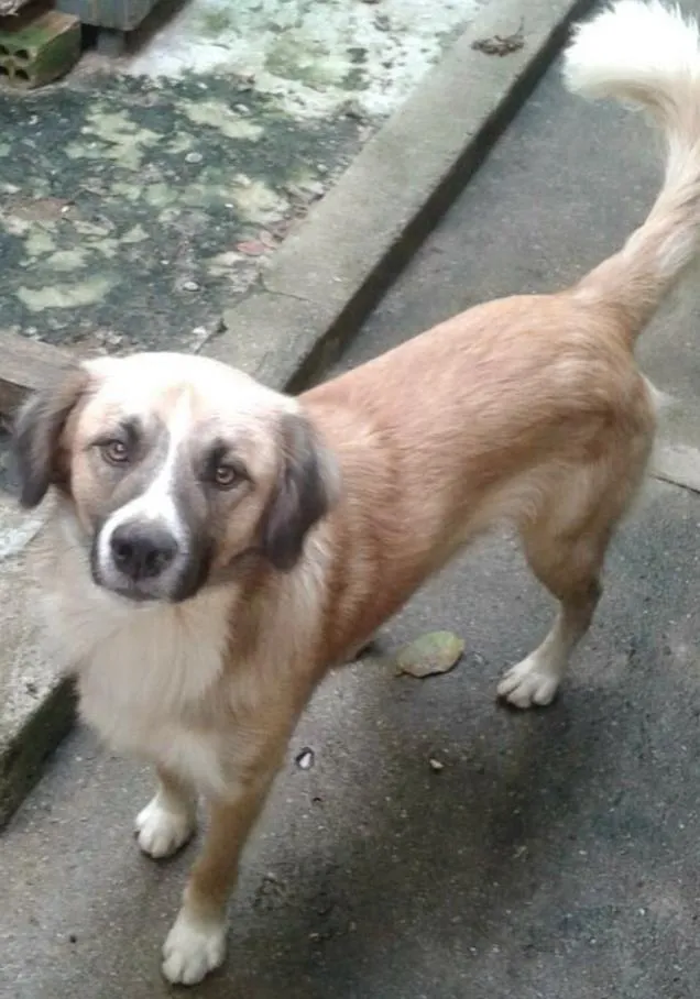 Cachorro ra a SRD idade 2 anos nome Bolinha