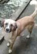 Cachorro raça SRD idade 2 anos nome Bolinha
