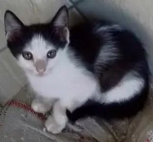 Gato raça SRD  idade 2 a 6 meses nome Zeus
