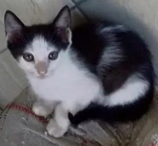 Gato ra a SRD  idade 2 a 6 meses nome Zeus