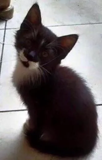 Gato ra a SRD  idade 2 a 6 meses nome Frida