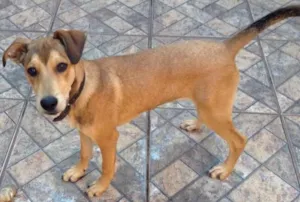 Cachorro raça Indefinida idade 7 a 11 meses nome Luke