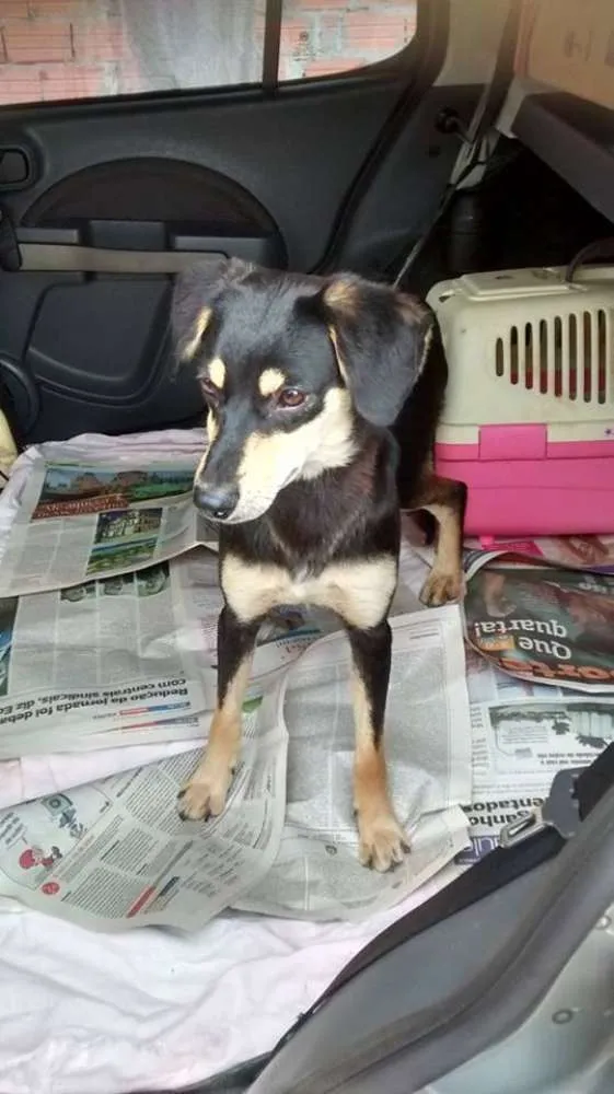 Cachorro ra a SRD idade 7 a 11 meses nome SPIKE