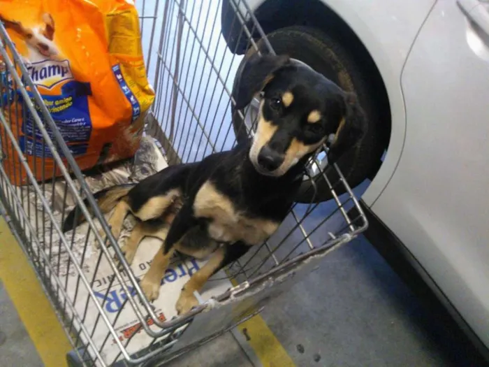 Cachorro ra a SRD idade 7 a 11 meses nome SPIKE