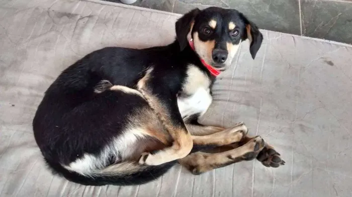 Cachorro ra a SRD idade 7 a 11 meses nome SPIKE