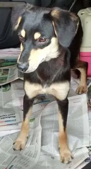 Cachorro raça SRD idade 7 a 11 meses nome SPIKE