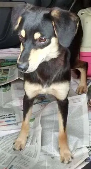 Cachorro ra a SRD idade 7 a 11 meses nome SPIKE