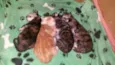 maya,morango, julin