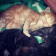 maya,morango, julin