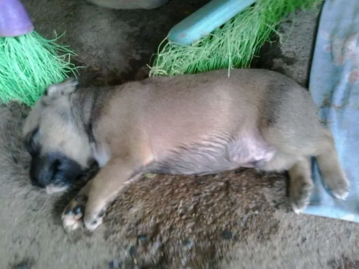 Cachorro ra a indefinida idade Abaixo de 2 meses nome indefinido