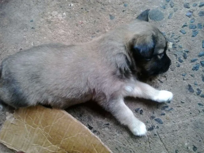 Cachorro ra a indefinida idade Abaixo de 2 meses nome indefinido
