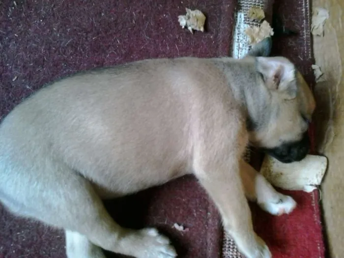 Cachorro ra a indefinida idade Abaixo de 2 meses nome indefinido