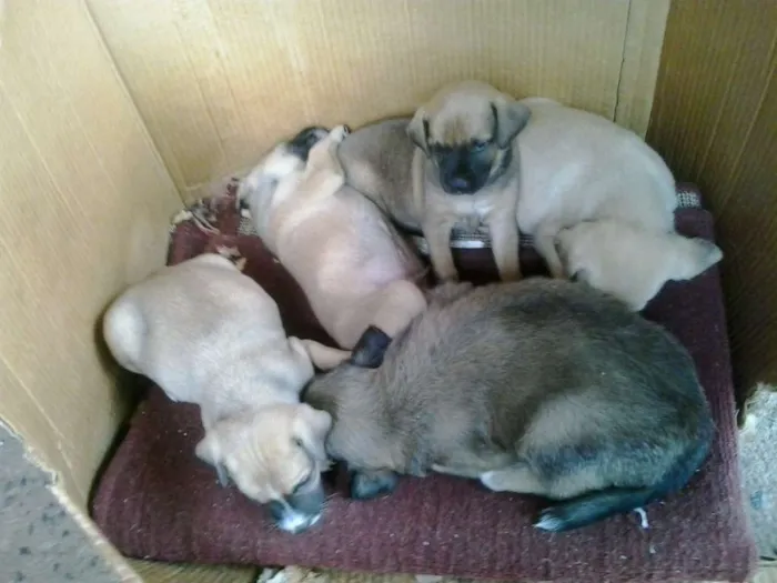 Cachorro ra a indefinida idade Abaixo de 2 meses nome indefinido