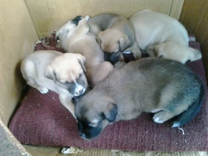 Cachorro ra a indefinida idade Abaixo de 2 meses nome indefinido