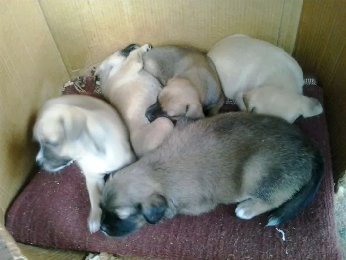 Cachorro ra a indefinida idade Abaixo de 2 meses nome indefinido