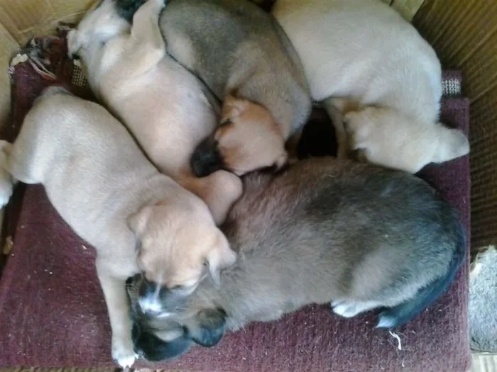 Cachorro ra a indefinida idade Abaixo de 2 meses nome indefinido