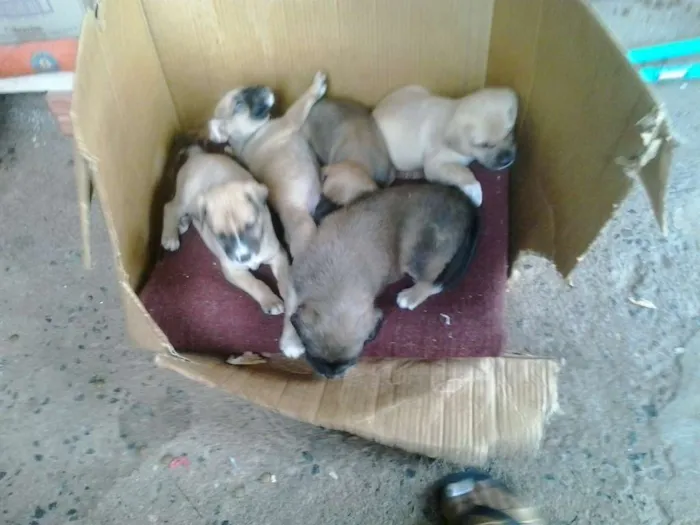 Cachorro ra a indefinida idade Abaixo de 2 meses nome indefinido