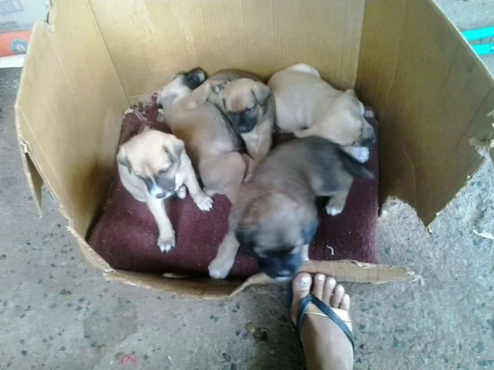 Cachorro ra a indefinida idade Abaixo de 2 meses nome indefinido