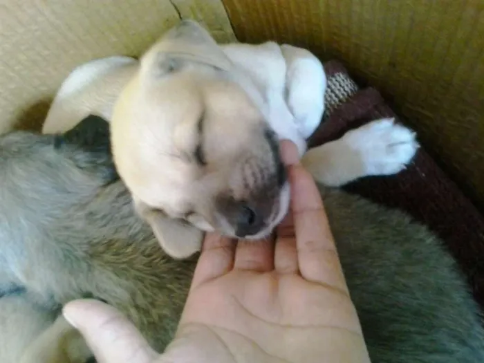 Cachorro ra a indefinida idade Abaixo de 2 meses nome indefinido