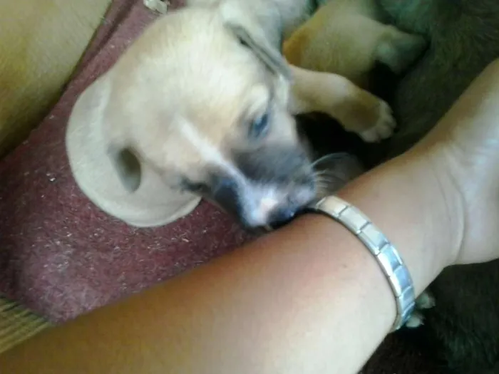 Cachorro ra a indefinida idade Abaixo de 2 meses nome indefinido