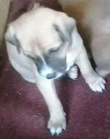 Cachorro ra a indefinida idade Abaixo de 2 meses nome indefinido
