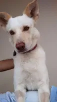Paco