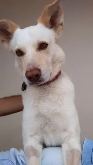 Cachorro raça Pastor Branco idade 6 ou mais anos nome Paco