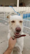 Paco