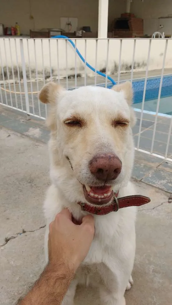 Cachorro raça Pastor Branco idade 6 ou mais anos nome Paco