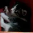 Nao demos nomes