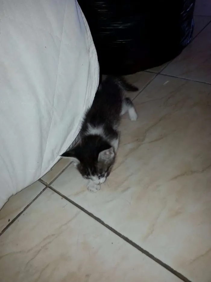 Gato ra a sem raça definida idade Abaixo de 2 meses nome Nao demos nomes