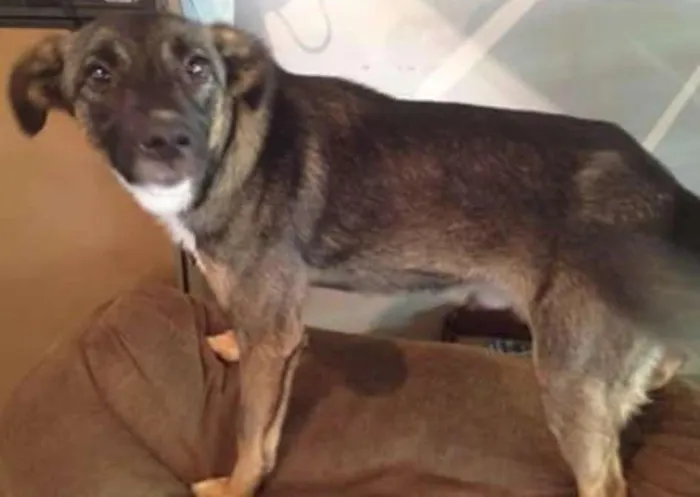 Cachorro ra a srd idade 4 anos nome Chuvinha