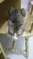 gatinha