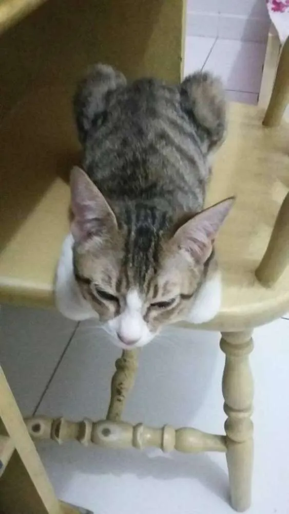 Gato ra a SRD idade 2 a 6 meses nome gatinha