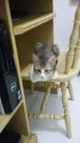 gatinha