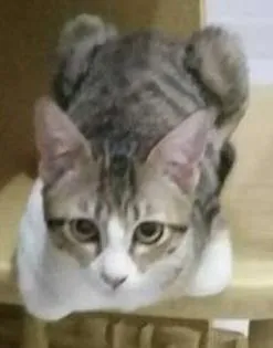 Gato ra a SRD idade 2 a 6 meses nome gatinha