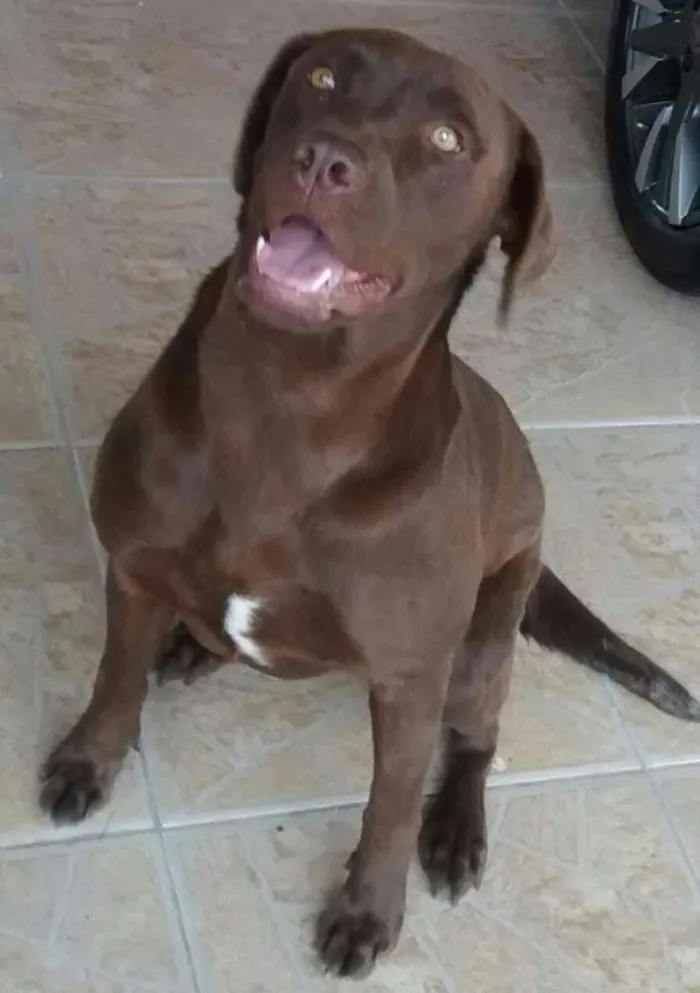 Cachorro ra a Labrador idade 4 anos nome Kiara