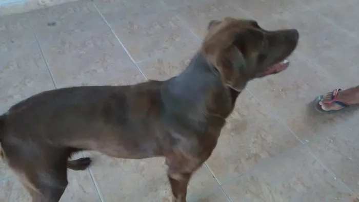 Cachorro ra a Labrador idade 4 anos nome Kiara