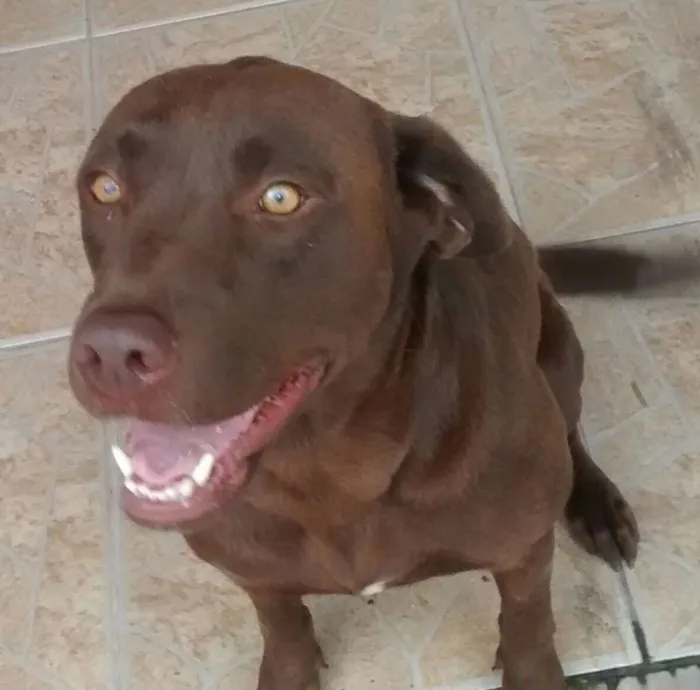 Cachorro ra a Labrador idade 4 anos nome Kiara