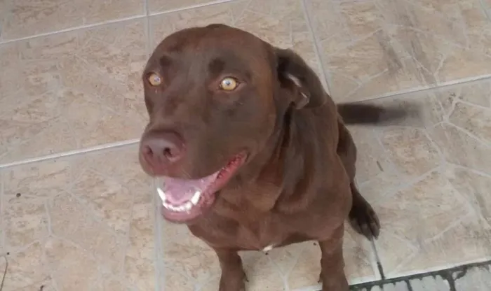 Cachorro ra a Labrador idade 4 anos nome Kiara