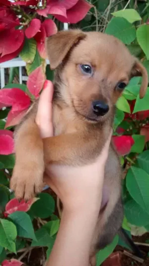 Cachorro raça SRD idade Abaixo de 2 meses nome Caju