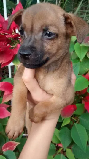 Cachorro raça SRD idade Abaixo de 2 meses nome VITAMINA