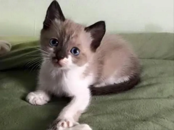 Gato ra a Siamês ( misturado ) idade 2 a 6 meses nome Sem nomes 