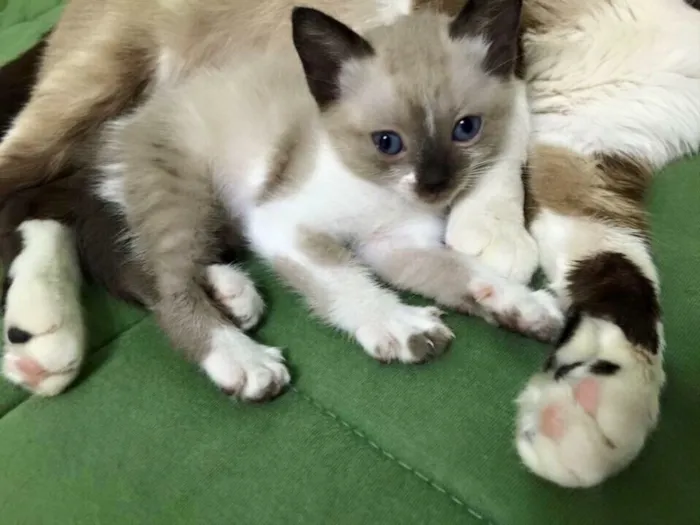 Gato ra a Siamês ( misturado ) idade 2 a 6 meses nome Sem nomes 