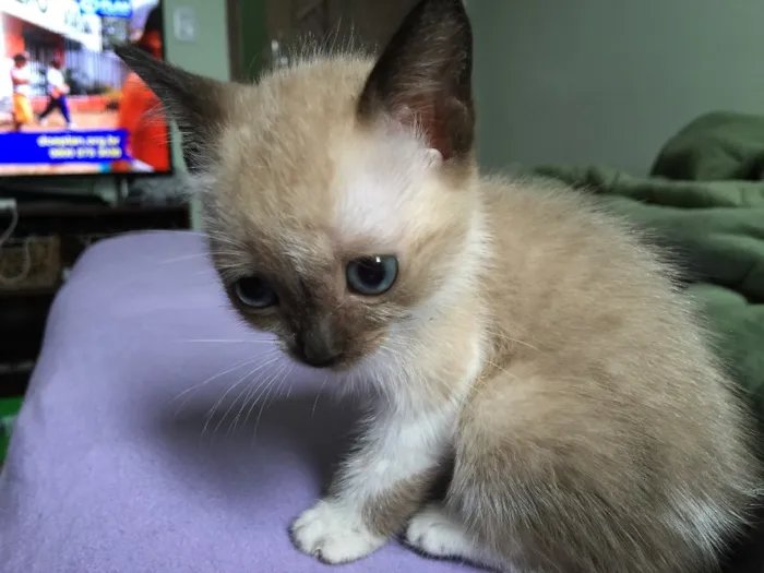 Gato ra a Siamês ( misturado ) idade 2 a 6 meses nome Sem nomes 