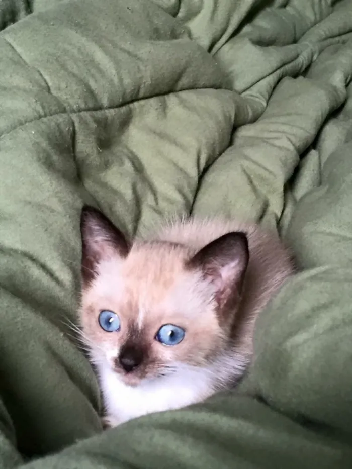Gato ra a Siamês ( misturado ) idade 2 a 6 meses nome Sem nomes 